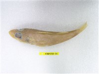 藏品(短鯒)的圖片